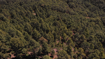 Pine forest, aerial view, Tenerife