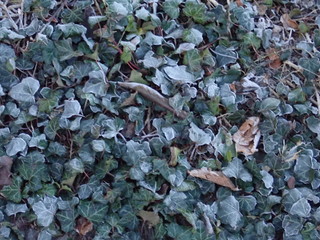 dry autumn leaves on the grass