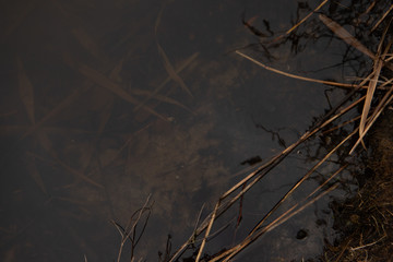 Bulrush in the water closeup second angle