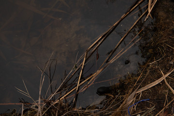 Bulrush in the water closeup fourth angle