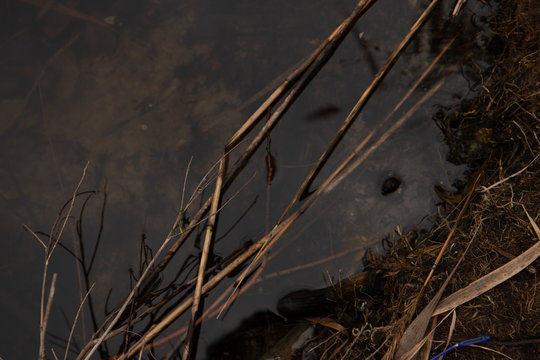 Bulrush in the water closeup thrid angle