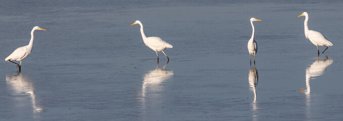Group of Egrets 1