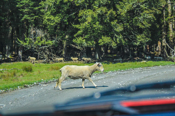 countryside in Paradise, near Queenstown, South Island, New Zealand