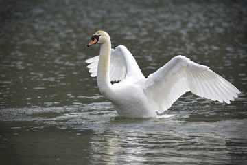 Naklejka premium swan on the lake