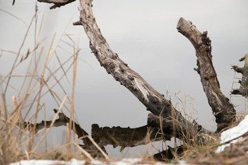 Branch of a tree above mirror water close-up