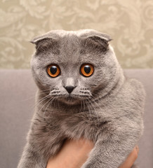 man is holding a cat of breed Scottish fold in his hands on a gray sofa