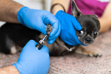A professional veterinarian cuts the claws of a small dog of the Chihuahua breed on a manipulation...