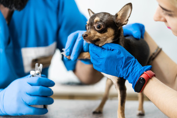 A professional veterinarian cuts the claws of a small dog of the Chihuahua breed on a manipulation...