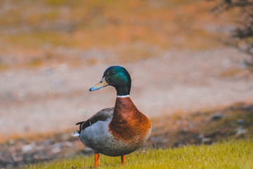Duck on field in New Zealand