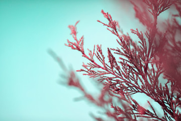 Bright red branches on a blue background