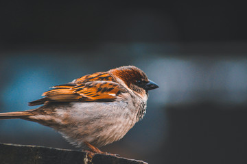 Male house sparrow sitting on wooden table in New Zealand