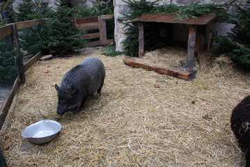 cochon gris