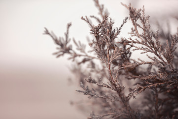 Misty background with pink branches.