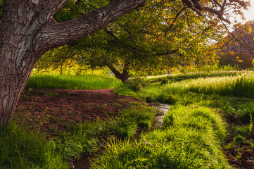 Idylic view under a tree with little river at the sunrise in the Ait Bouguemez Valley in Morocco, like in paradise