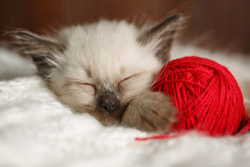 Cute baby cat. Cozy kitten on a white knitted sweater with a ball of red yarn.