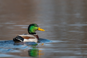 Amazing mallard duck swims in lake or river  under sunlight landscape. Closeup perspective of funny duck.