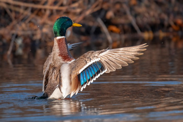 Birds and animals in wildlife. Beautiful duck flapping the wings in water of pond or river.
