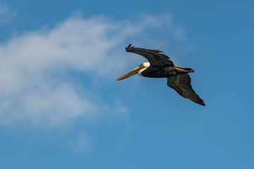 Brown Pelican flying against the blue sky.