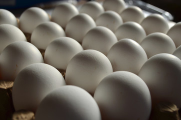 Huevos blancos de gallina