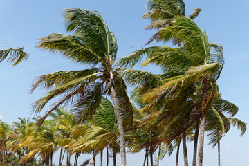 Grand vent sur les palmiers de la plage de Kourou en Guyane française