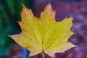 Fototapeta na wymiar yellow maple leaf on a black background