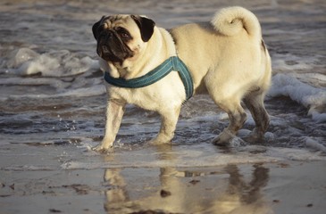 Obraz premium Mops Meer