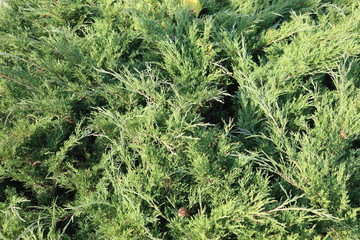 background of pine tree in forest