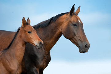 Fototapeta na wymiar Akhal-teke mare and foal portrait on blue sky background