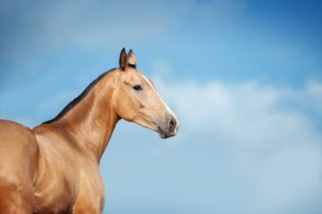 Fototapeta na wymiar Akhal-teke horse on blue sky background