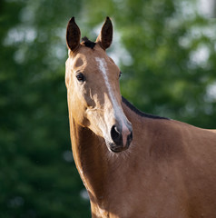 buckskin Akhal-teke horse on summer background