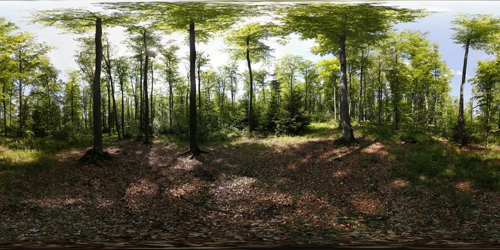 Summer Forest 360 Panorama