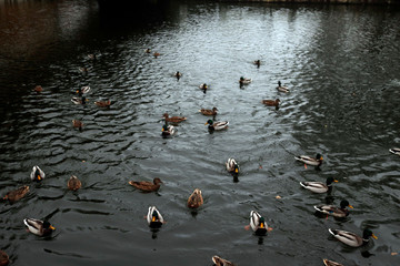 ducks in water