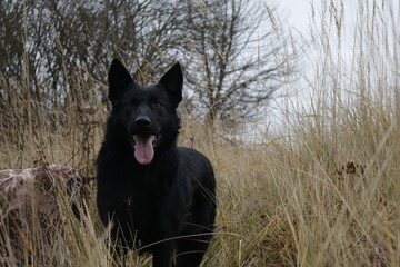 dog in the forest