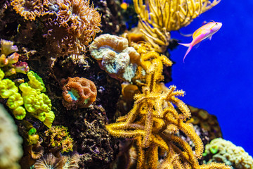 Tropical fish and colorful coral reef underwater shot. Red sea coral reef underwater nature wild...