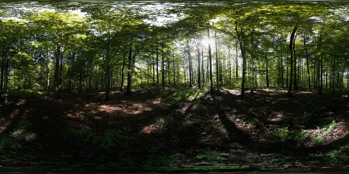 360 Forest Images – Browse 5,091 Stock Photos, Vectors, and Video | Adobe  Stock