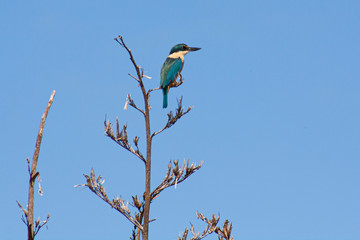 Sacred Kingfisher perched on flax looking for prey. At Tiritiri bird sanctuary, Whangaparaoa,...