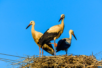 Family of storks (ciconia ciconia) in nest on the electric pole