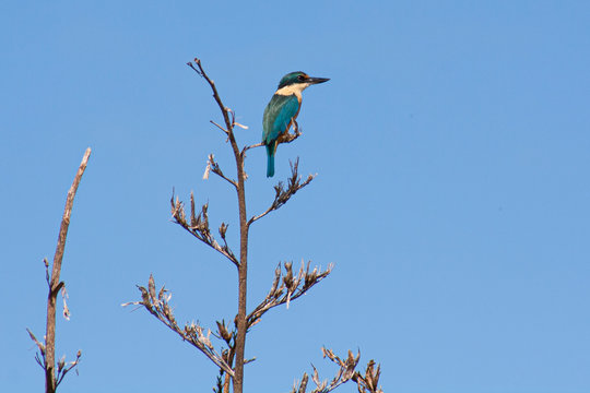 Sacred Kingfisher perched on flax looking for prey. At Tiritiri bird sanctuary, Whangaparaoa, Auckland, New Zealand. Iconci NZ bird, beautiful plummage, iridescent colours. Clear blue sky, midday. 