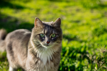 Fototapeta na wymiar stray cat, gray color cat with beautiful eyes