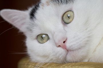 primo piano di gatto bianco