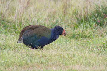 NZ native flightless bird the Takahe. Was considered extinct but found in 1948 in Fiordland. Currently threatened, vulnerable status. Irridescent feathers, in grassy swampy surroundings. Curious bird