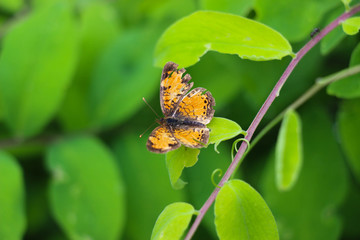 Common Leopard Butterfly