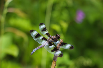 Black and White Dragonfly Close Up