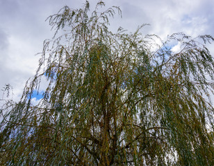 Saule pleureur Paris