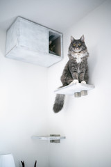 blue tabby white maine coon cat standing on shelf step in front of DIY pet cave attached to wall looking at camera