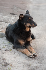Pooch, close-up. A black dog with red spots lies on the street and looks into the distance.
