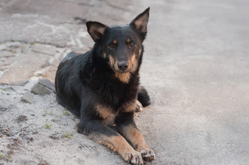 Cute dog with smart eyes lies on the street. Pooch, close-up. Black dog with red spots. Portrait of...