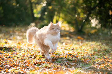Naklejka na ściany i meble beige white maine coon cat outdoors in the back yard running on grass covered with autumn leaves in the sunlight