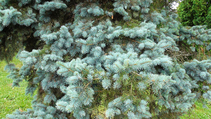 Naklejka na ściany i meble Picea pungens, comonly the blue spruce, green spruce, white spruce, Colorado spruce. Branches background, evergreen tree, silver 