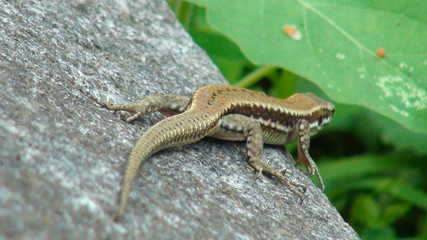 Podarcis muralis common Wall Lizard on the stone in Banja Koviljaca park. Macro photography    